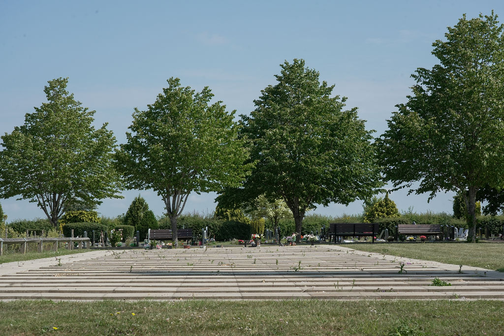 Photograph of trees at the top of the cemetery
