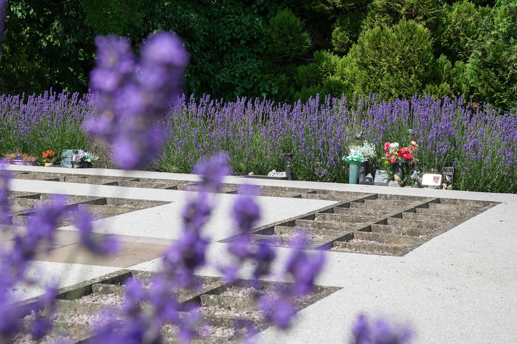 Photo of Upper Garden of Rest with Lavender